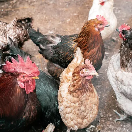 Dhea's Little House شقة