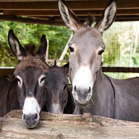 Dhea's Little House Больцано