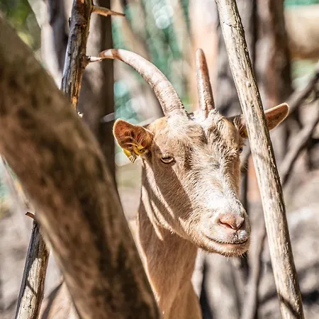 Dhea's Little House Апартаменты Больцано