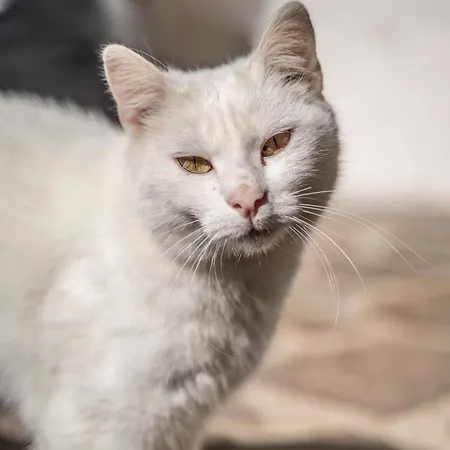 Апартаменты Dhea's Little House *