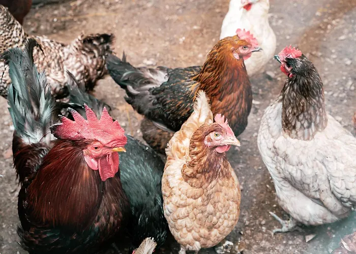 Dhea's Little House شقة