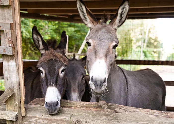 Dhea's Little House Bozen