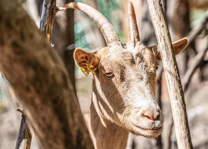 Dhea's Little House شقة بولزانو