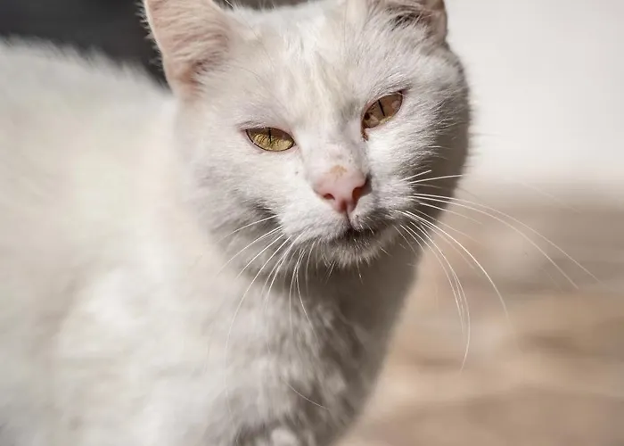 Apartamento Dhea's Little House *