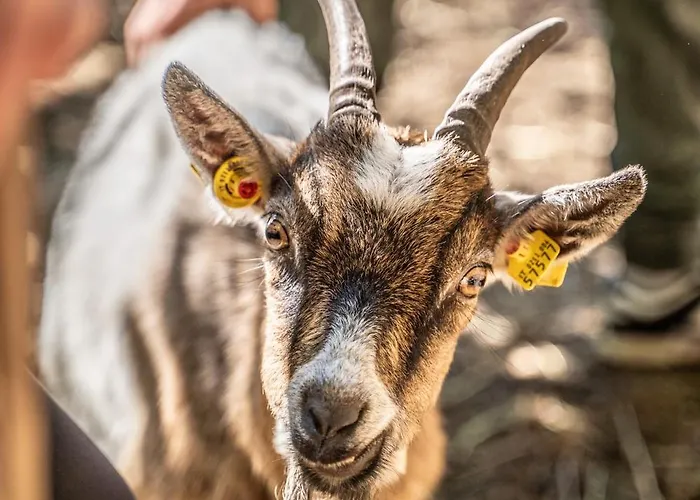 شقة Dhea's Little House *